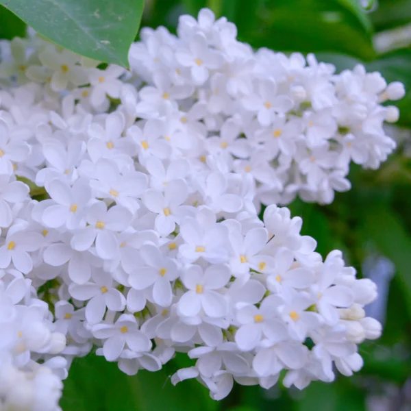 Liliac alb 'White Profusion' 20-25 cm - Ghiveci 0.7L - imagine 2
