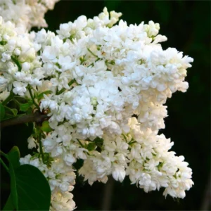Liliac alb 'White Profusion' 20-25 cm - Ghiveci 0.7L