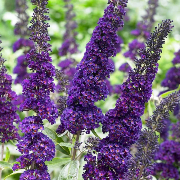 Liliac ‘Black Knight’ de 45-55cm -Ghiveci 3L
