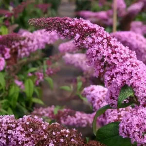 Liliac Buddleja davidii 'Pink Cascade' 0,7L