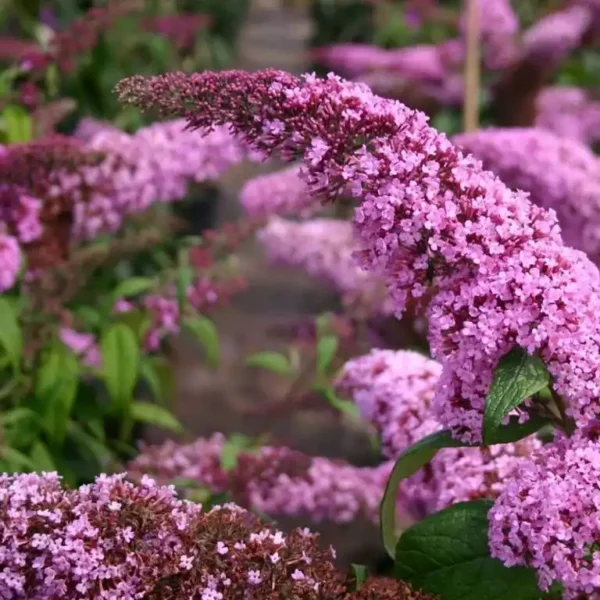 Liliac Buddleja davidii 'Pink Cascade' 0,7L