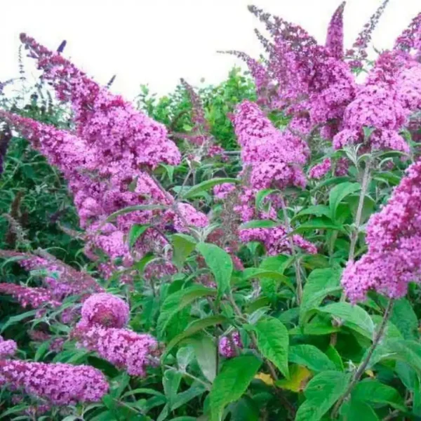 Liliac Buddleja davidii 'Pink Cascade' 0,7L - imagine 2