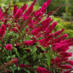 Liliac - Buddleja Prince Charming ghiveci 0,7L