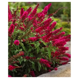 Liliac Buddleja davidii 'Royal Red' - Ghiveci 2L