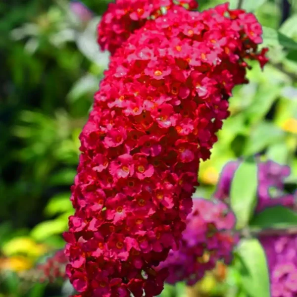Liliac Buddleja davidii 'Royal Red' - Ghiveci 2L - imagine 2