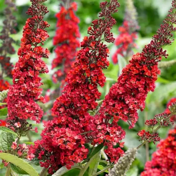 Liliac Buddleja davidii 'Royal Red' - Ghiveci 2L - imagine 3