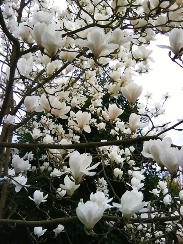 Magnolia x Superba alba- Ghiveci 3L - imagine 2