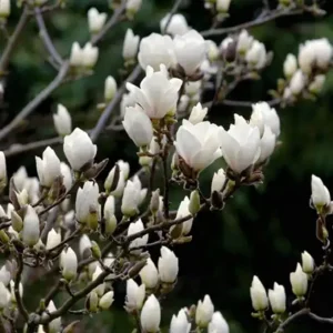 Magnolia x Superba alba- Ghiveci 3L