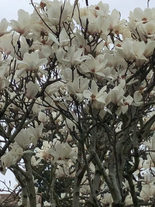 Magnolia x Superba alba- Ghiveci 3L - imagine 4
