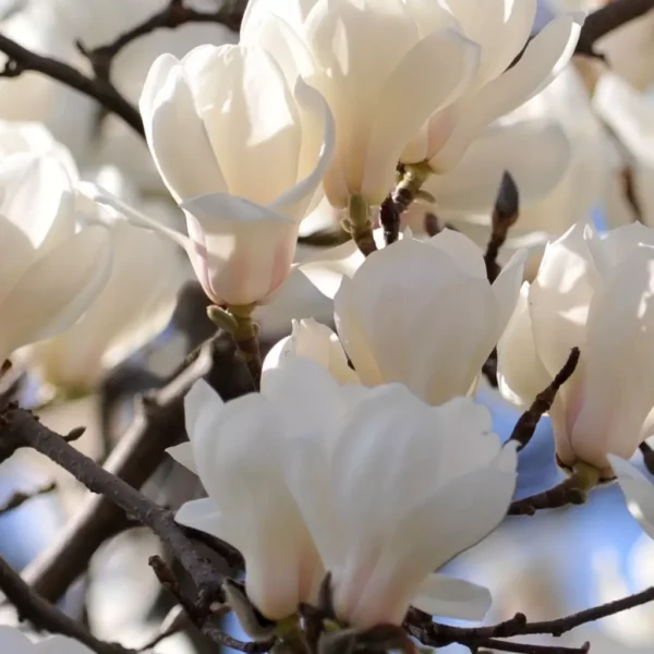 Magnolia x Superba alba- Ghiveci 3L - imagine 5