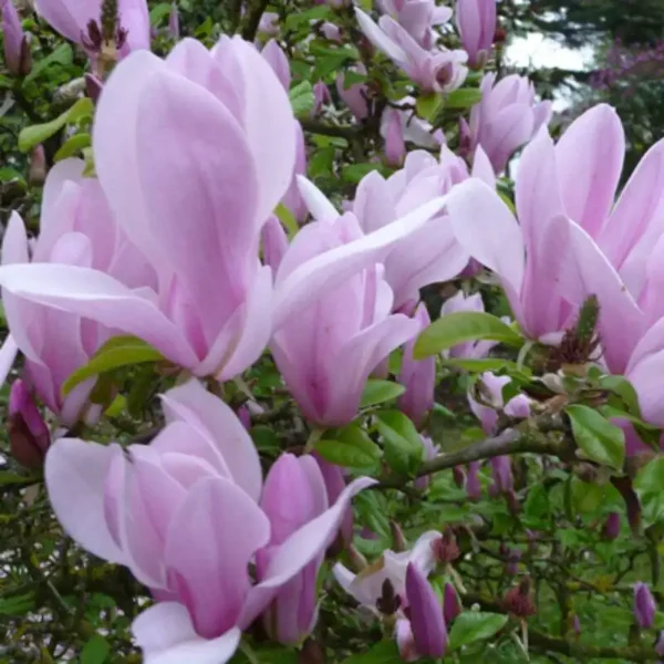 Magnolia 'George Henry Kern' - Ghiveci 0,7L - imagine 2