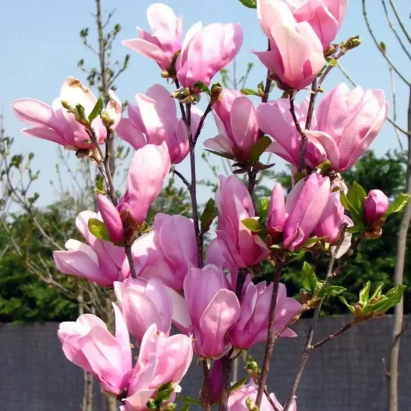 Magnolia 'George Henry Kern' - Ghiveci 0,7L - imagine 3