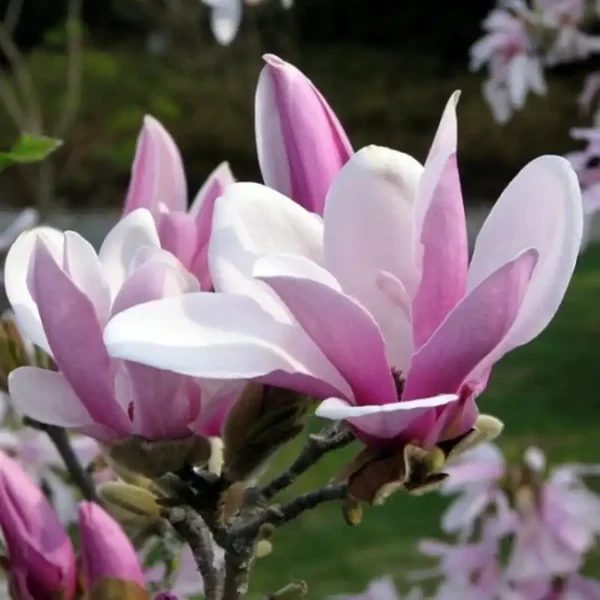 Magnolia 'George Henry Kern' - Ghiveci 0,7L