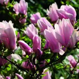 Magnolia 'George Henry Kern' - Ghiveci 3L