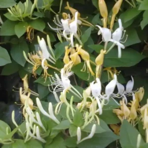 Lonicera - Mâna Maicii Domnului- Ghiveci de 3L