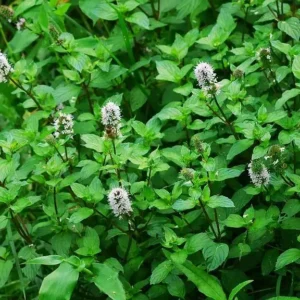 Mentha piperita - Ghiveci 3L