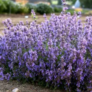 Menta Nepeta 'Purrsian Blue' ghiveci 0,7L