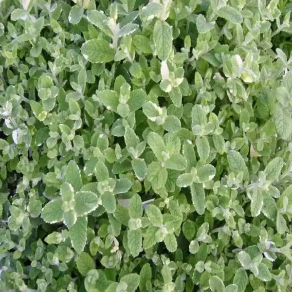 Menta suaveolens 'Pineapple Mint'  - Ghiveci 3L - imagine 3