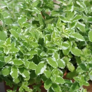 Menta suaveolens 'Pineapple Mint'  - Ghiveci 3L