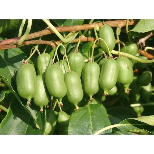 Kiwi Issai ”Actinidia Issai” ghiveci 0,7L - imagine 2
