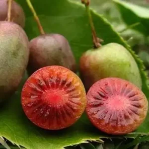 Kiwi - Actinidia arguta 'Ken's Red' ghiveci 0,7L