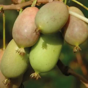 Kiwi - Actinidia arguta 'Lucy' ghiveci 0.7L