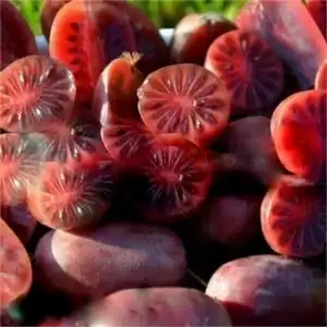 Kiwi - Actinidia arguta 'Purpurna Sadowa' ghiveci 0,7L