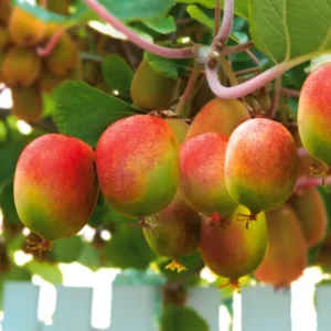 Kiwi - Actinidia arguta 'Weiki' ghiveci 0,7L