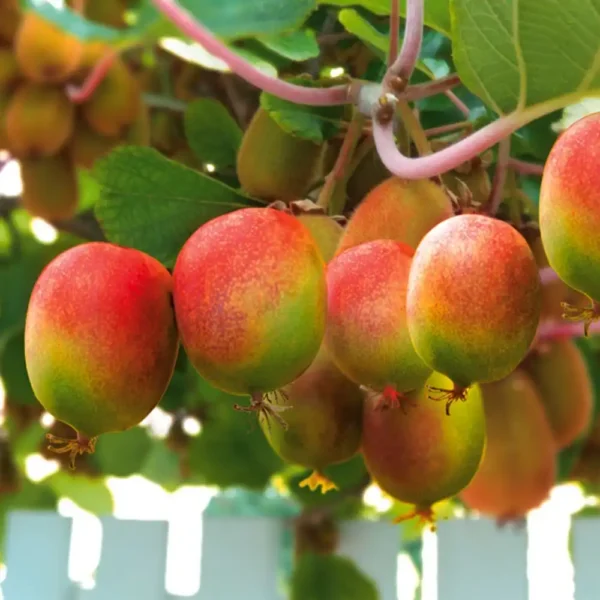 Kiwi - Actinidia arguta 'Weiki' ghiveci 0,7L