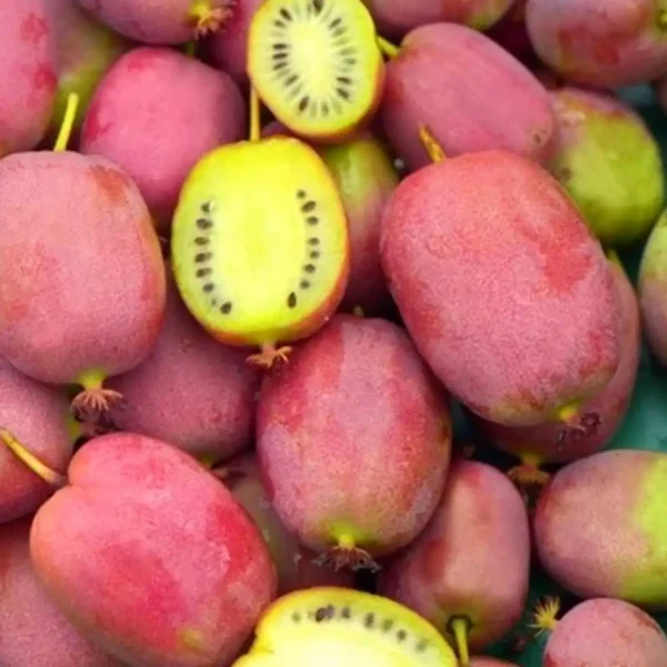 Kiwi - Actinidia arguta 'Weiki' ghiveci 0,7L - imagine 2