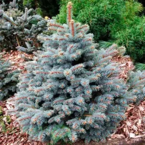 Molid albastru ”Picea Royal Blue” ghiveci 0,7L