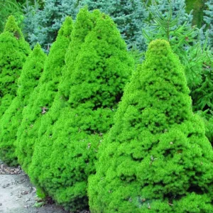 Molid Picea glauca 'Conica' - Ghiveci 0,7L
