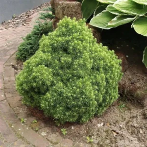 Molid Picea glauca 'Alberta Globe' - Ghiveci 3L