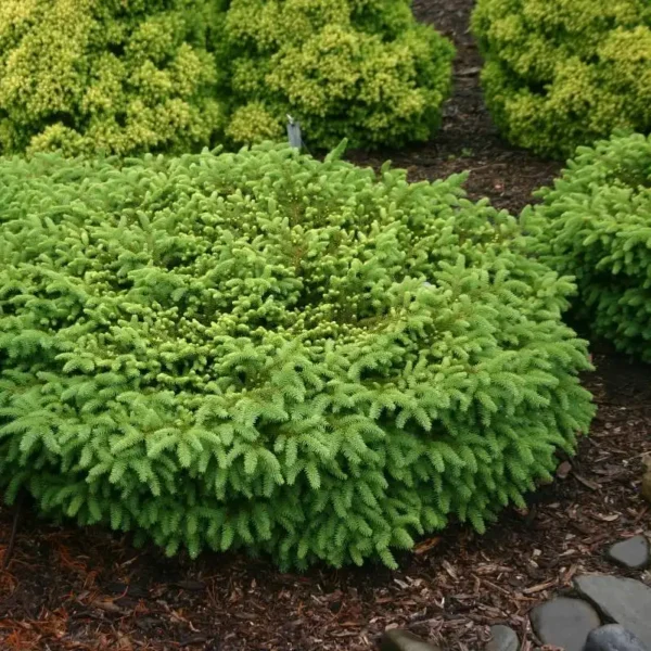 Molid Picea abies 'Nidiformis' - Ghiveci 3L