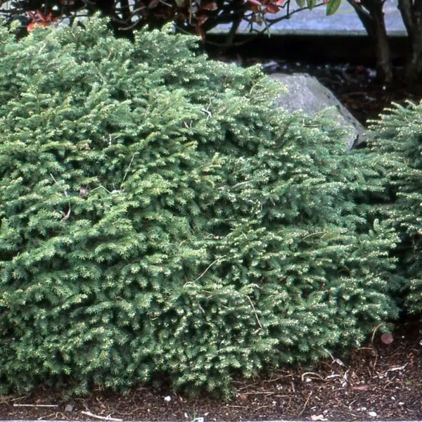 Molid Picea abies 'Nidiformis' - Ghiveci 3L - imagine 2