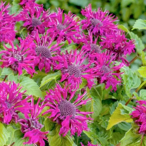 Monarda Bee Free ghiveci 0,7L