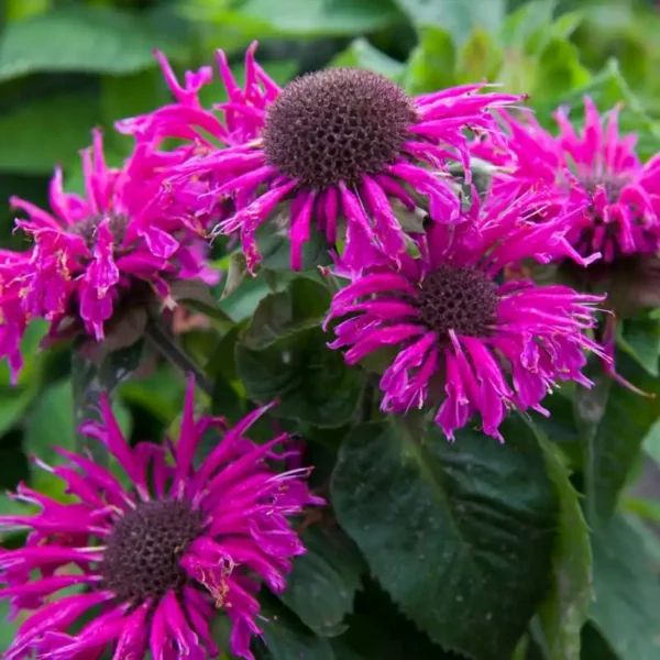 Monarda Bee Free ghiveci 0,7L - imagine 2