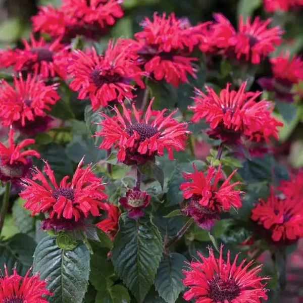 Monarda Bee Happy ghiveci 0,7L