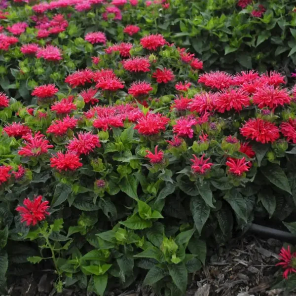 Monarda Bee Happy ghiveci 0,7L - imagine 3