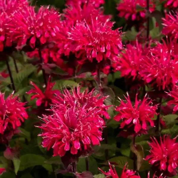 Monarda Bee Happy ghiveci 0,7L - imagine 4