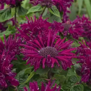 Monarda Bee True ghiveci  0,7L