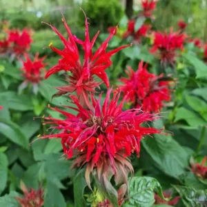 Monarda Mieszanka Kolorów  - Ghiveci 3L