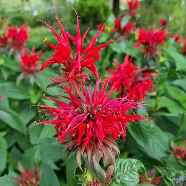 Monarda Mieszanka Kolorów  - Ghiveci 3L