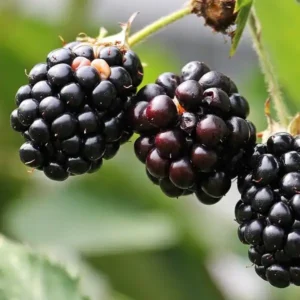 Mur - Rubus fruticosus ghiveci 0.7L