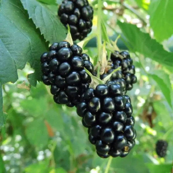 Mur - Rubus fruticosus ghiveci 3L - imagine 5