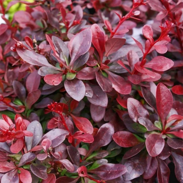 Dracila Pitică "Atropurpurea Nana" - Ghiveci 3L