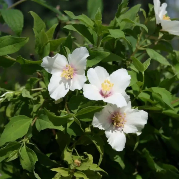 Iasomie 'Belle Etoile' ghiveci 0,7L