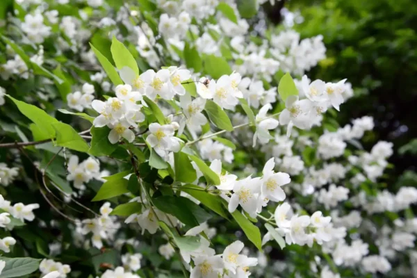 Philadelphus Bialy Karzel - Ghiveci 3L - imagine 3
