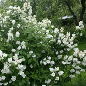 Philadelphus Bialy Karzel - Ghiveci 3L
