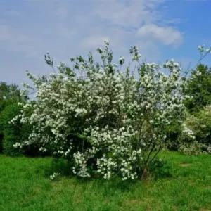 Iasomie - Philadelphus coronarius ghiveci 3L